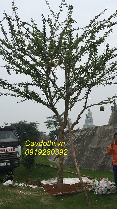 cây đào tiên trồng công trình