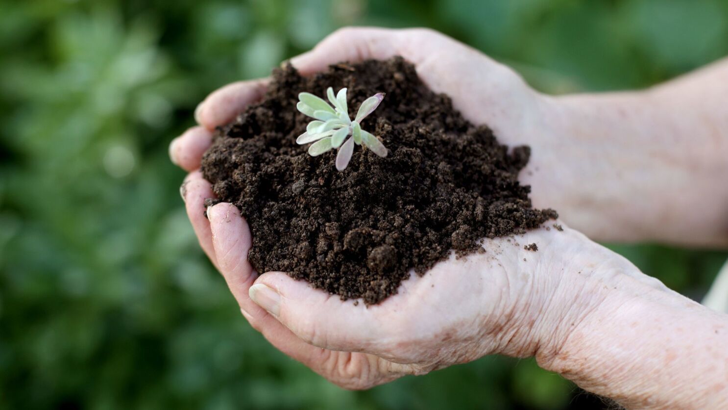 Best Bagged Compost For Vegetable Garden : Review And Buying Guide Best Bagged Compost For Vegetable Garden : Review And Buying Guide