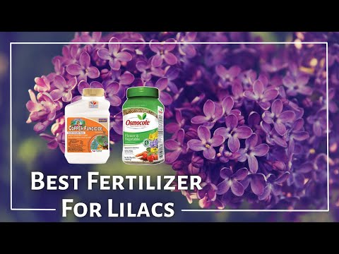 Best Fertilizer For Lilac Bushes of 2022 Best Fertilizer For Lilac Bushes of 2022