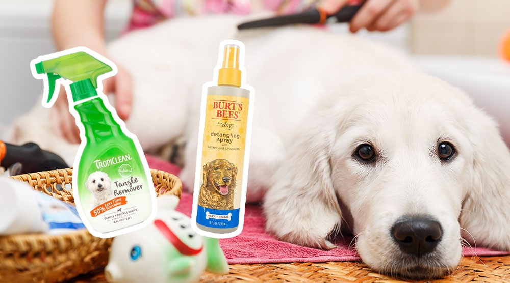 Best Product For Matted Dog Hair For 2023 Best Product For Matted Dog Hair For 2023