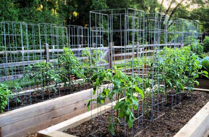 Top 12 Best Tomato Cages For Raised Beds In 2022 Top 12 Best Tomato Cages For Raised Beds In 2022