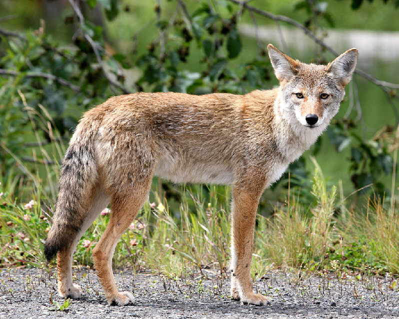 Coyote Hunting Tips Coyote Hunting Tips