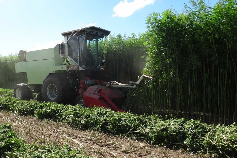Pennsylvania Senate Unanimously Passes Industrial Hemp Bill Pennsylvania Senate Unanimously Passes Industrial Hemp Bill