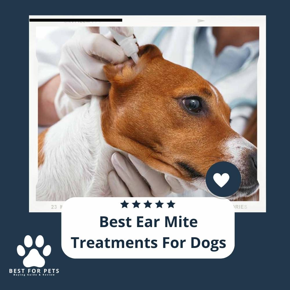 The 10 Best Ear Mite Treatments For Dogs of 2023