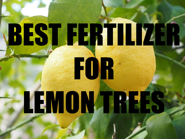 Best Fertilizer For Meyer Lemon Tree of 2022 Best Fertilizer For Meyer Lemon Tree of 2022