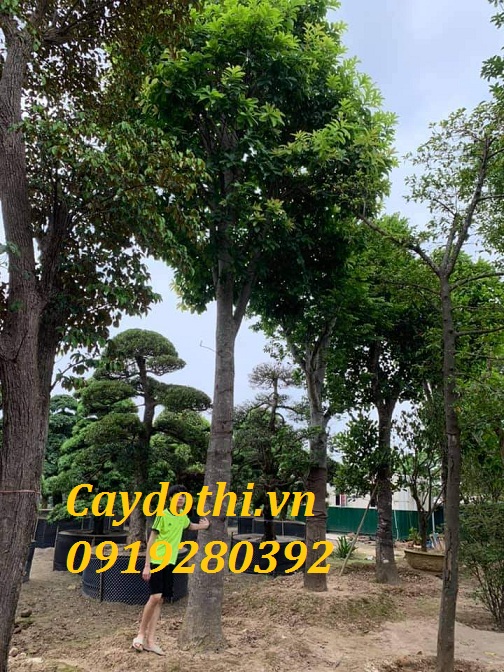 cây ngọc kỳ lân