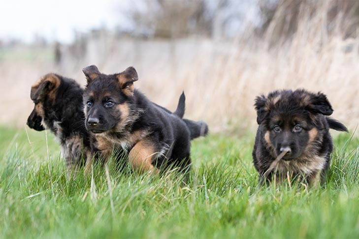 The Best Dog Food For Purebred German Shepherd: 2023 List The Best Dog Food For Purebred German Shepherd: 2023 List