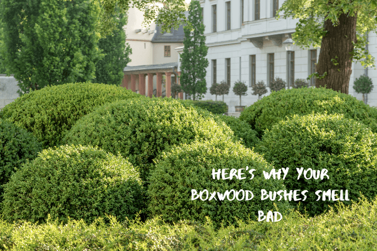 Why Do Some Boxwood Bushes Smell Why Do Some Boxwood Bushes Smell