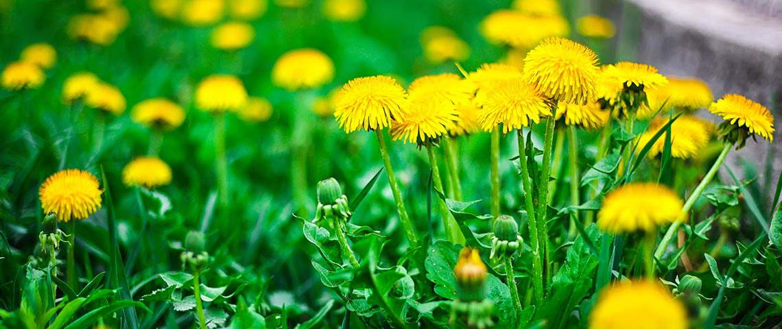 Best Fertilizer For Killing Dandelions: - Our Top Picks 2022 Best Fertilizer For Killing Dandelions: - Our Top Picks 2022