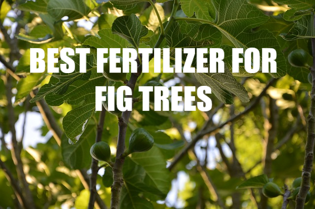 Best Fertilizer For Fig Trees : Review And Buying Guide Best Fertilizer For Fig Trees : Review And Buying Guide