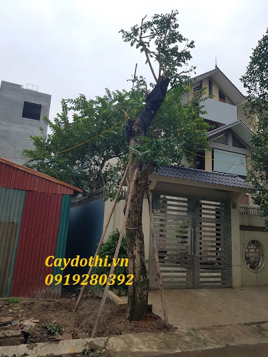 trồng cây giáng hương